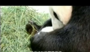Le bébé panda Yuan Zai se porte bien