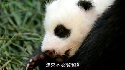 Un Bebe Panda Trop Mignon Avec Sa Mere Sur Orange Videos