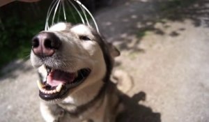 Ce chien adore les massages de la tête... Adorable!