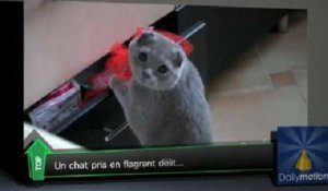 "Top Média" : un petit chat un peu trop curieux à la Une