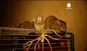 Des rats renifleurs pour aider la police de Rotterdam
