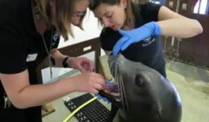 Comment brosser les dents à un lion de mer ?