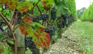 Les vignerons s'inquiètent des vendanges tardives