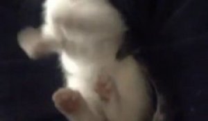 Un Chat Trop Mignon Supplie Avec Ses Pattes Sur Orange Videos