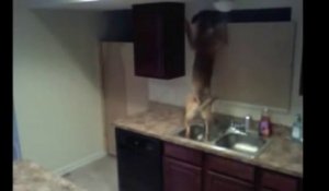 Un chien s’échappe d’une cuisine
