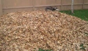 Ce Husky est fou et adore jouer dans les tas de feuilles!