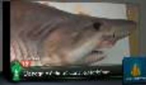 Top Média : un requin échoué dans le Morbihan