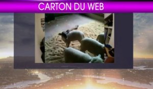 Le carton du web