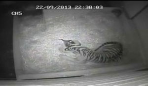 Première naissance d'un bébé tigre en 17 ans au zoo de Londres