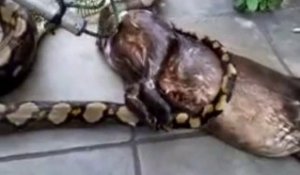 Un serpent régurgite un chien
