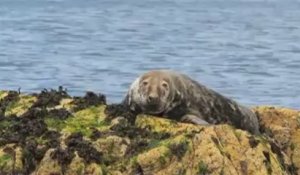 Réserve des Sept-Îles (22). Un phoque gris, peinard, sur son rocher