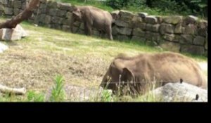 Zoo de Pont-Scorff. Suspicion de tuberculose chez un éléphant