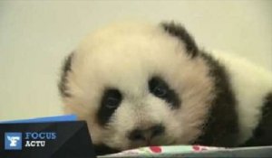 Des pandas jumeaux au zoo d'Atlanta