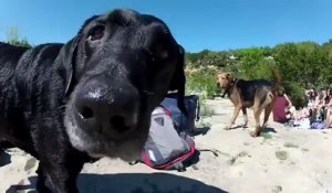 Des chiens trop mignons filmé en Grand angle avec une GoPro