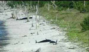 Floride : une trentaine de baleines s'échouent dans le golfe du Mexique