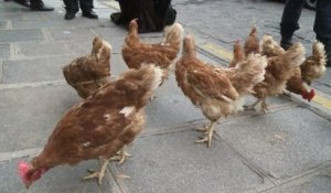 "La Manif pour tous" jette des poules devant l'Assemblée