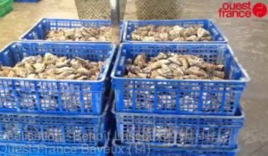 Les huîtres sous haute surveillance à Géfosse-Fontenay