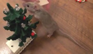 Une petite souris décore son mini sapin de NOEL!