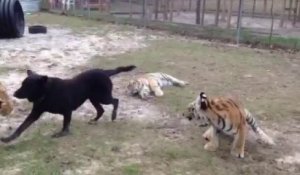 Chien joue avec des lions et tigres