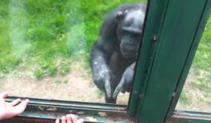 Un chimpanzé demande à être libérer