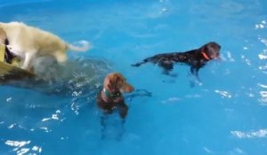 Le chien qui ne savait nager
