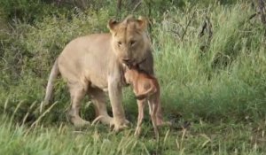 Un lion sauve un bébé gnou