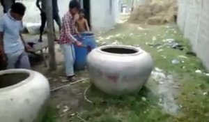 Une vache dans un pot