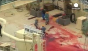 Sea Shepherd dénonce le massacre de baleines dans un sanctuaire