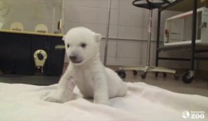 Premiers pas d'un ours polaire au Zoo de Toronto... Awww... Trop Mignon!!