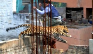 Un léopard sème la panique en Inde - ZAPPING ACTU HEBDO DU 01/03/2014