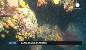 Le plancton, cet étonnant poumon secret de la Terre