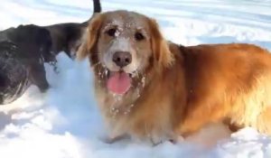 Des chiens d'un refuge jouent dans la neige après la tempête aux USA