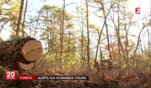Alerte au scarabée tueur d'arbres dans les forêts américaines