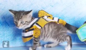 Le Roi Lion Raconte Avec Des Petits Chats Trop Mignon Sur Orange Videos