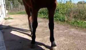 U Cavallu Corsu, la race du Cheval Corse en plein renouveau