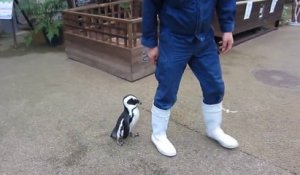 Un bébé pingouin très attaché à ce gardien de Zoo. Adorable!