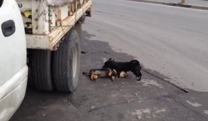 Un chien tente de faire revivre son ami mort