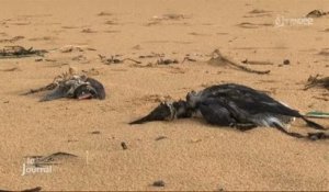 Météo : De nombreux oiseaux morts d’épuisement (Vendée)