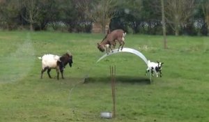 Des chèvres qui aiment la balançoire