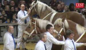 Le show des chevaux comtois au salon de l'agriculture 2014