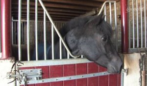 Cavalcades : Le poney francais de selle