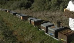 Abeilles: le printemps précoce ne suffit pas à rassurer les apiculteurs - 10/03
