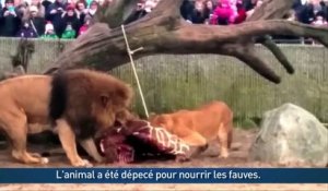 Dans un zoo, une girafe est donnée à manger aux lions