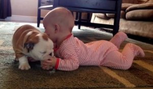 Un jeune bulldog fait des bisous à un bébé! Adorable...
