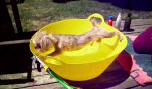 Des chiens prennent leur bain - Compilation hilarante!