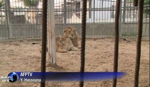 Naissance de deux lionceaux à Gaza
