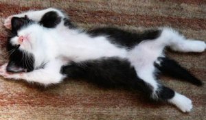 Chiens et Chats qui dorment dans des position marrante - Compilation d'animaux mignons!