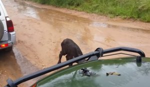 Maman Buffle sauve son petit d'un lion au dernier moment! Fou...