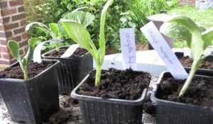 Jardinage: comment prendre soin des semis de courges jusqu'à leur plantation
