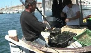Elections européennes: ce qu'attendent les pêcheurs marseillais - 20/05